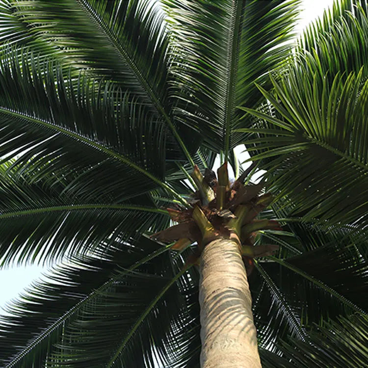 The ringed trunk of the 7ft coconut tree, textured like real palm bark