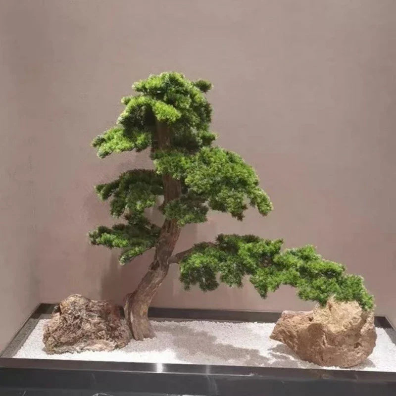 The 6ft bonsai in profile, its branches reaching well out to one side