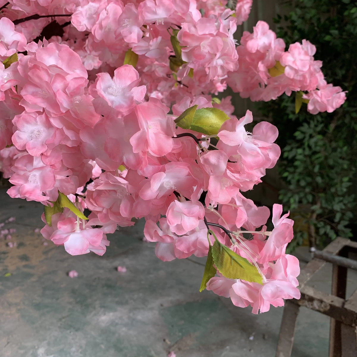 Base of the 3m cherry blossom tree where the trunk meets the ground