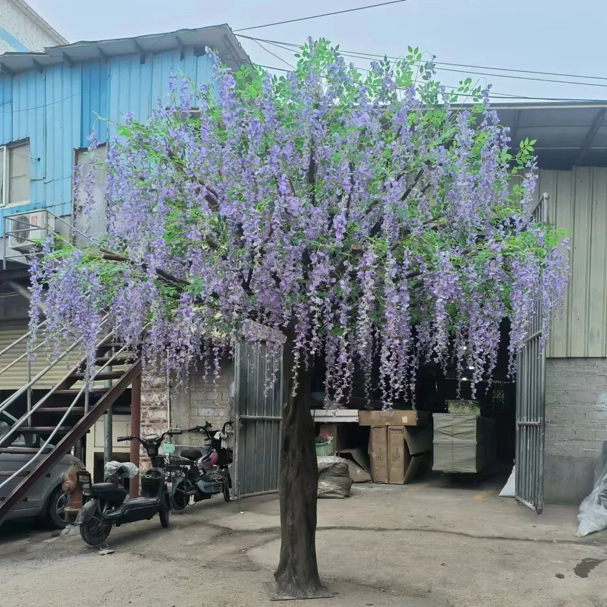 Close-up of the wisteria blooms trailing in long strands from the branches