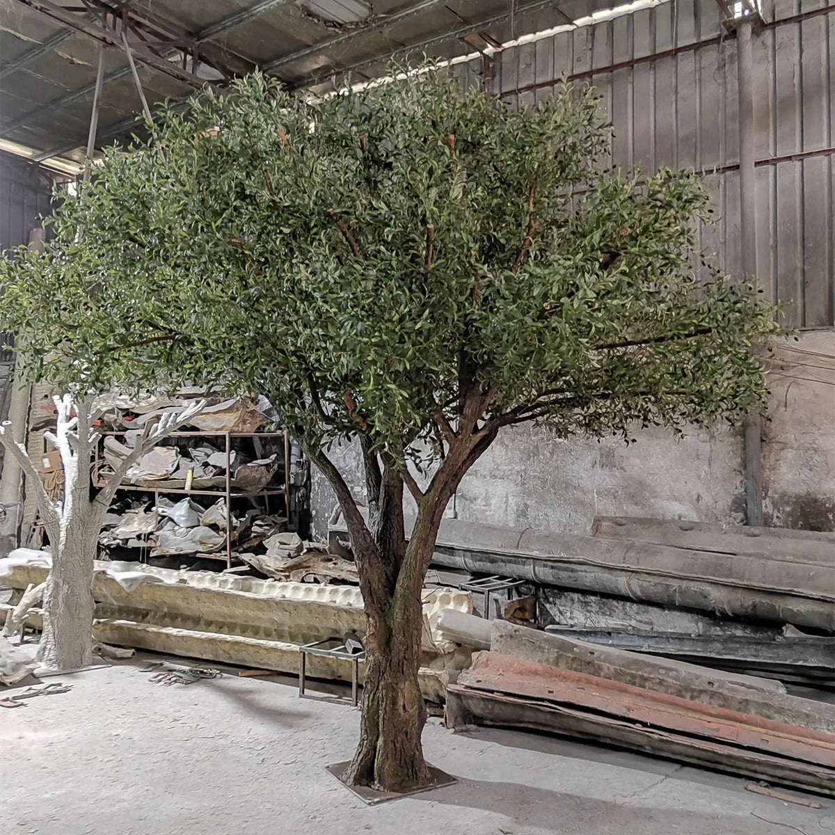 The 14ft olive tree in a hotel lobby standing as a full-height statement piece