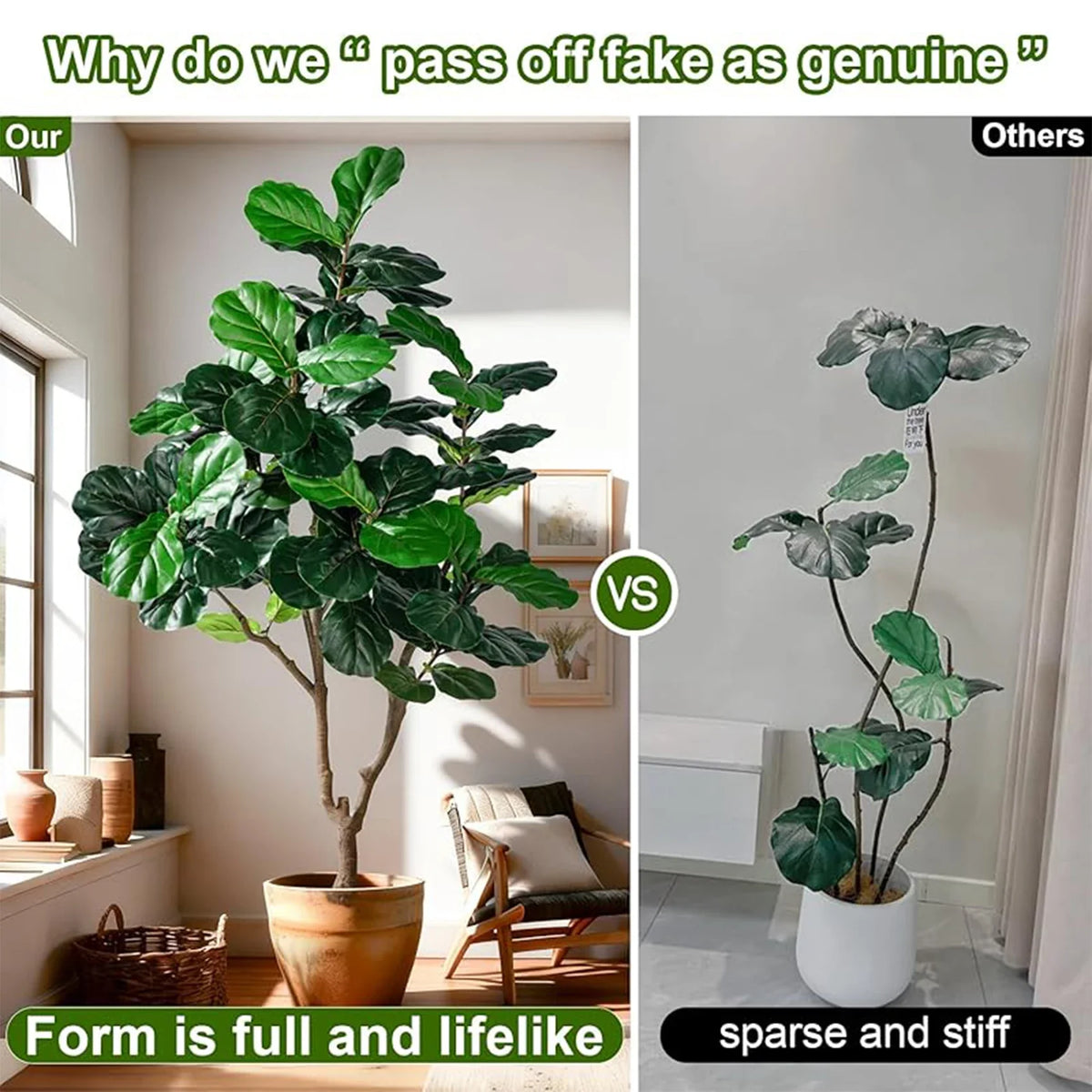 The fig tree in a home office corner standing beside a desk and window
