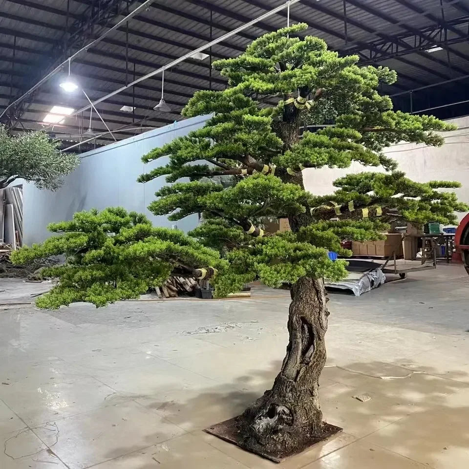 The bonsai seen from the side, its branches reaching out well to one side