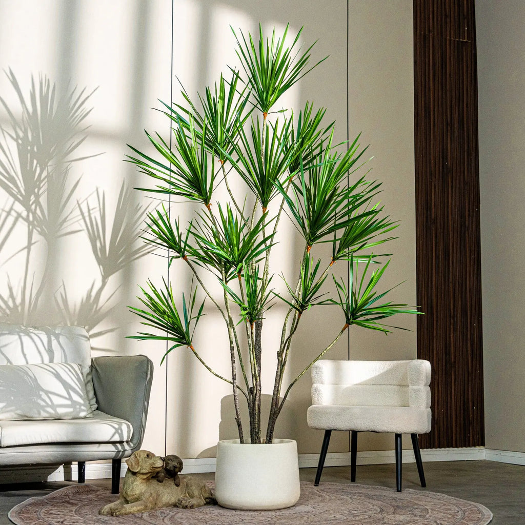 The bare canes of the yucca tree rising in a staggered cluster from the pot