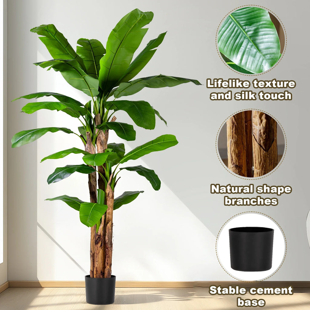 The potted banana tree at a patio entryway standing beside the doors