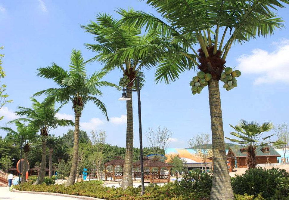 Close-up of the coconut palm fronds and the coconuts clustered at the crown