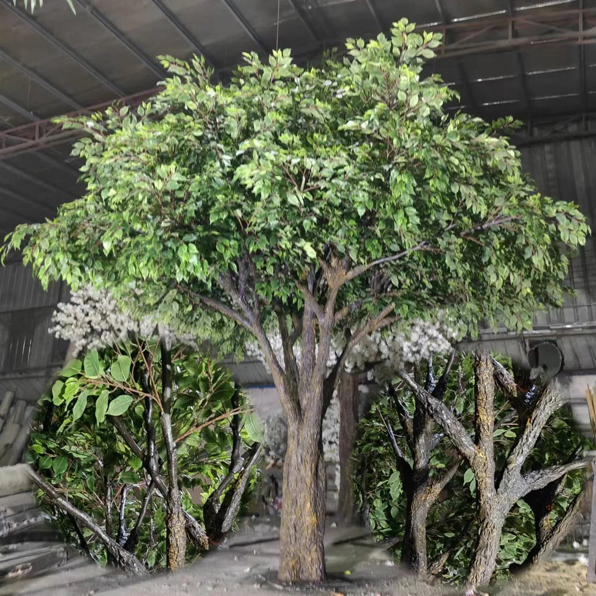 The 13ft banyan planted outdoors as a large tropical landscape feature