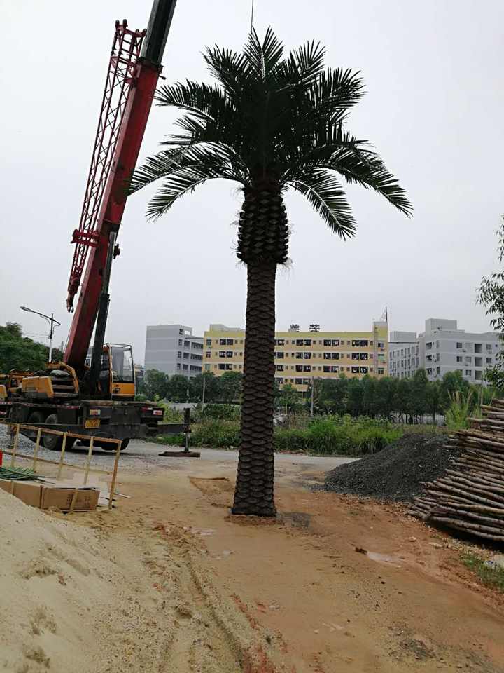 The textured trunk of the 6m date palm, patterned with cut frond stubs and fibre