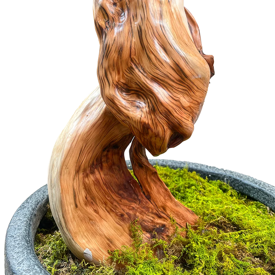 Pot and base of the custom-size cherry blossom tree, finished with moss