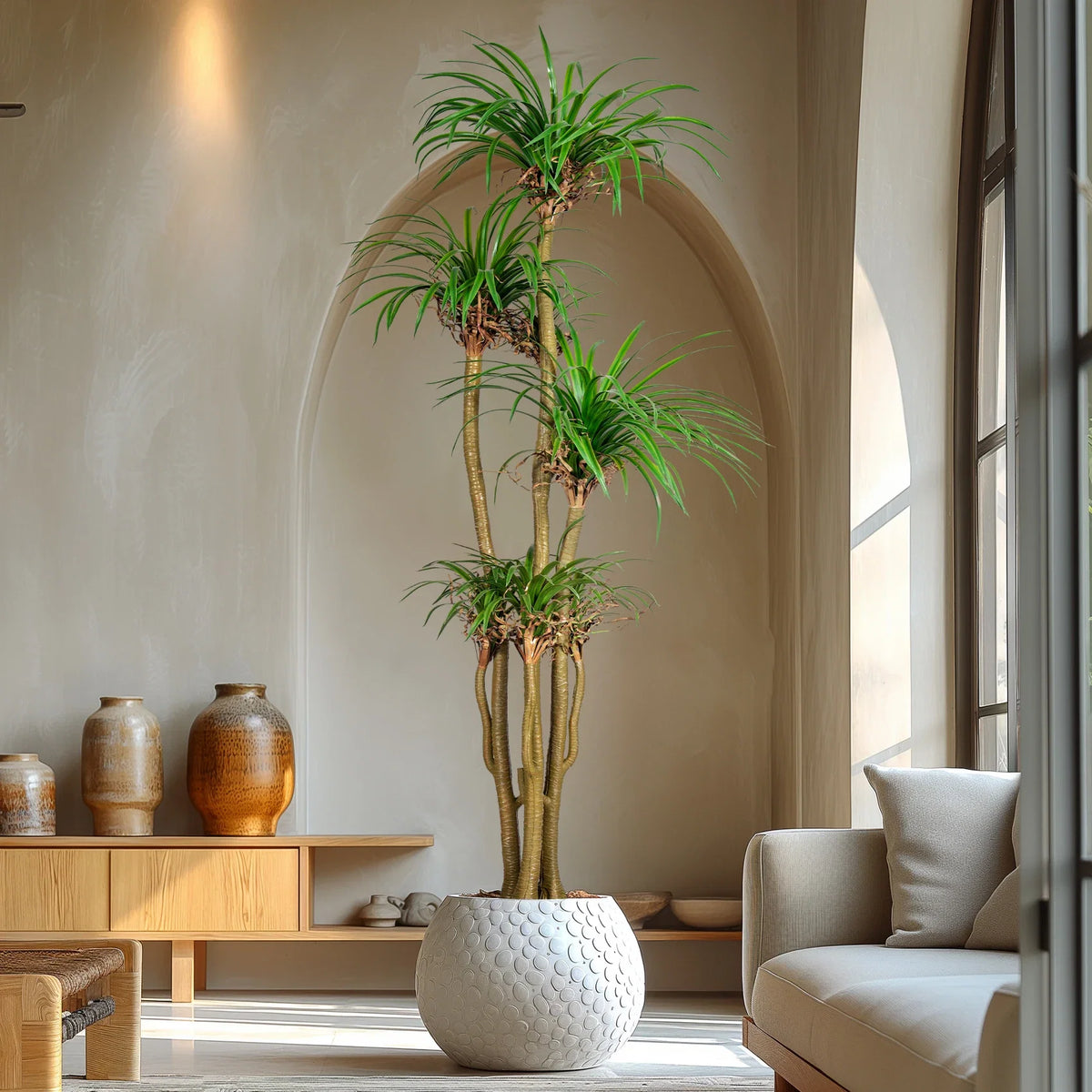The dracaena used outdoors on a terrace standing beside patio furniture