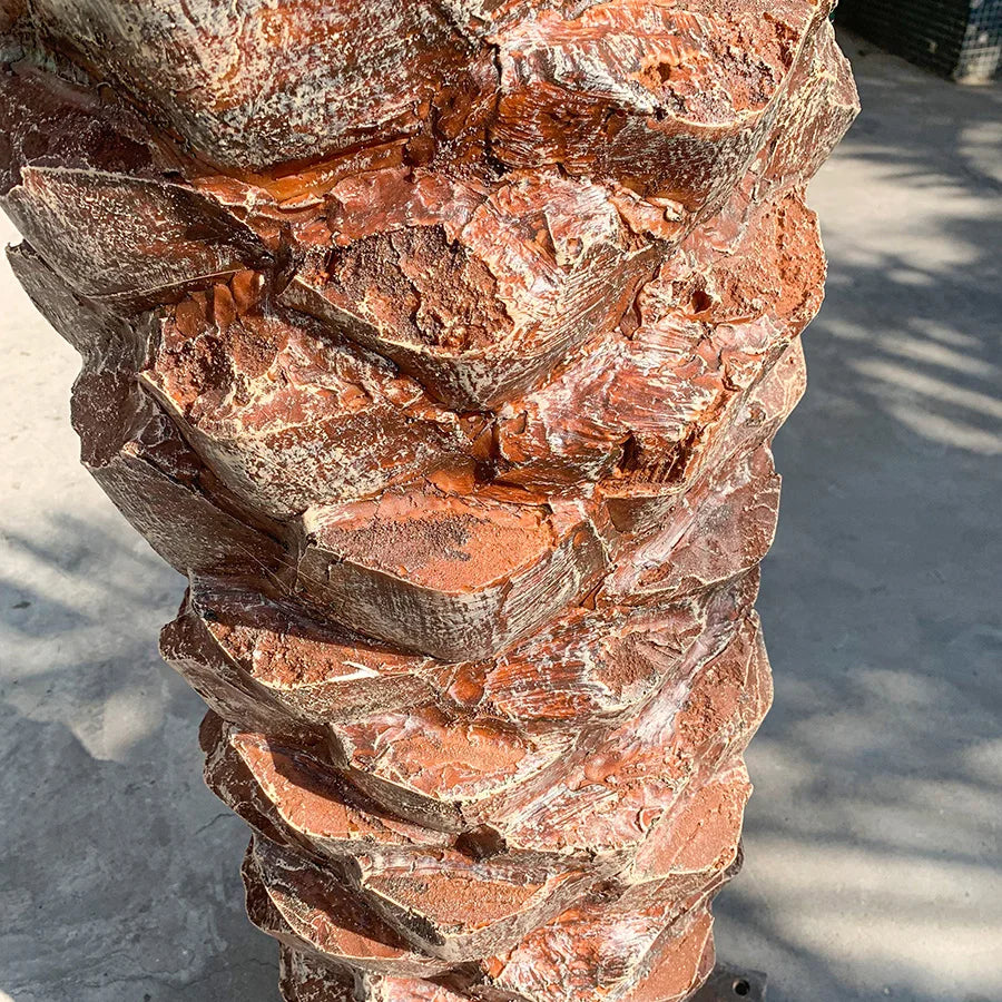 Close-up of the date palm fronds showing the narrow, sharply pointed leaflets