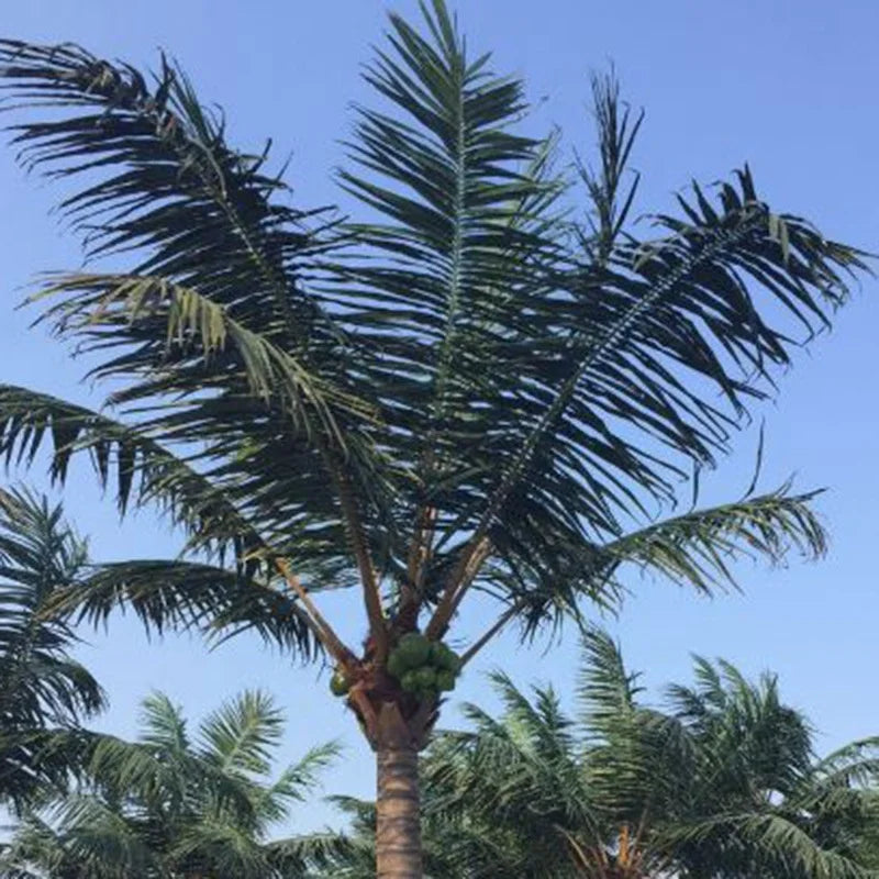Fronds of the date palm seen from below against a bright lobby ceiling