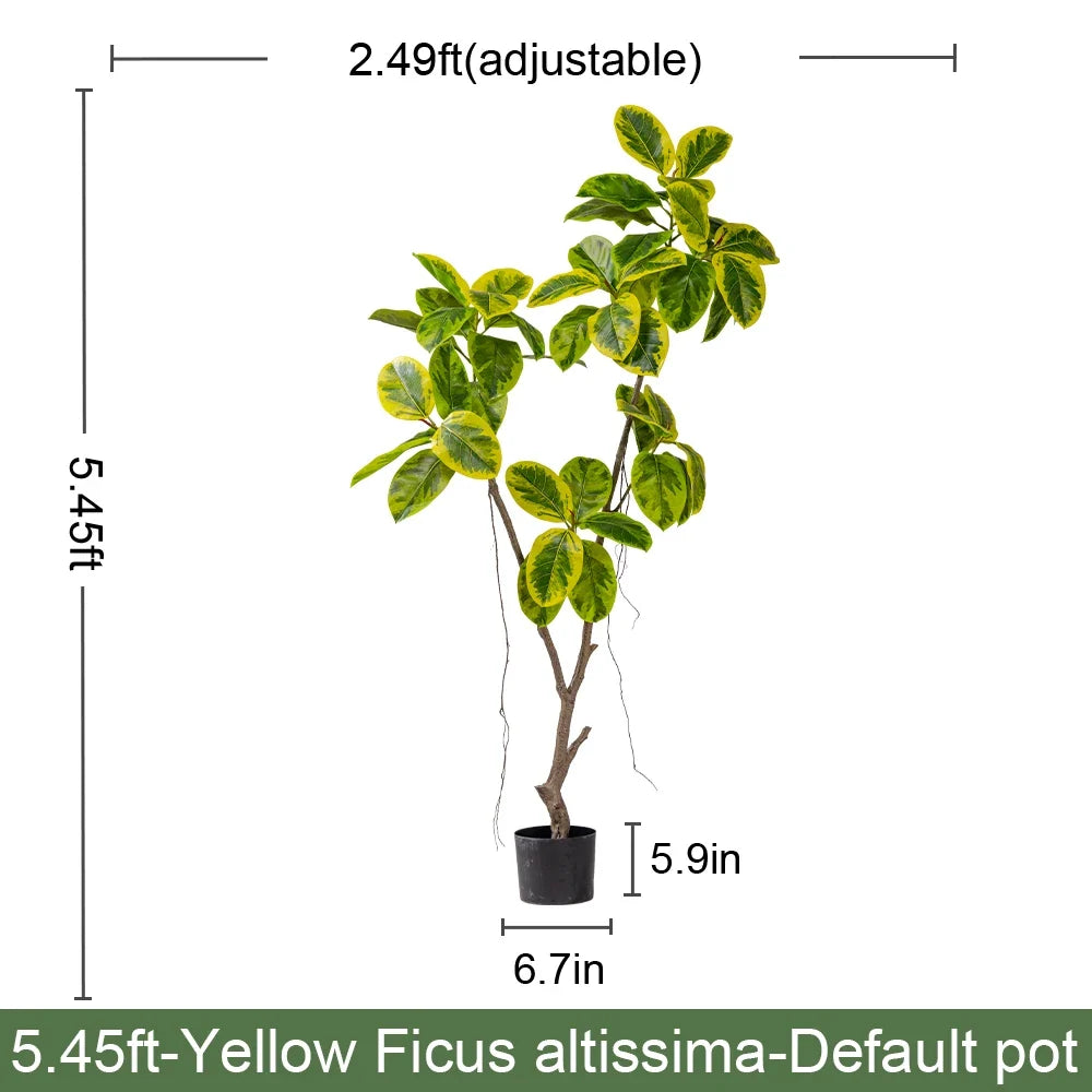 The UV-resistant fig tree used outdoors on a covered patio beside seating