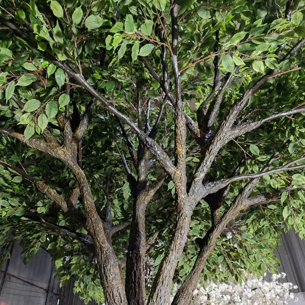 Close-up of the lush banyan leaves layered thickly along the branch tips