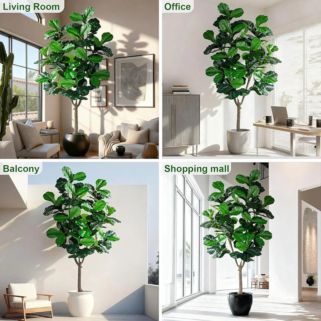 A single fiddle leaf held against the light to show its violin shape