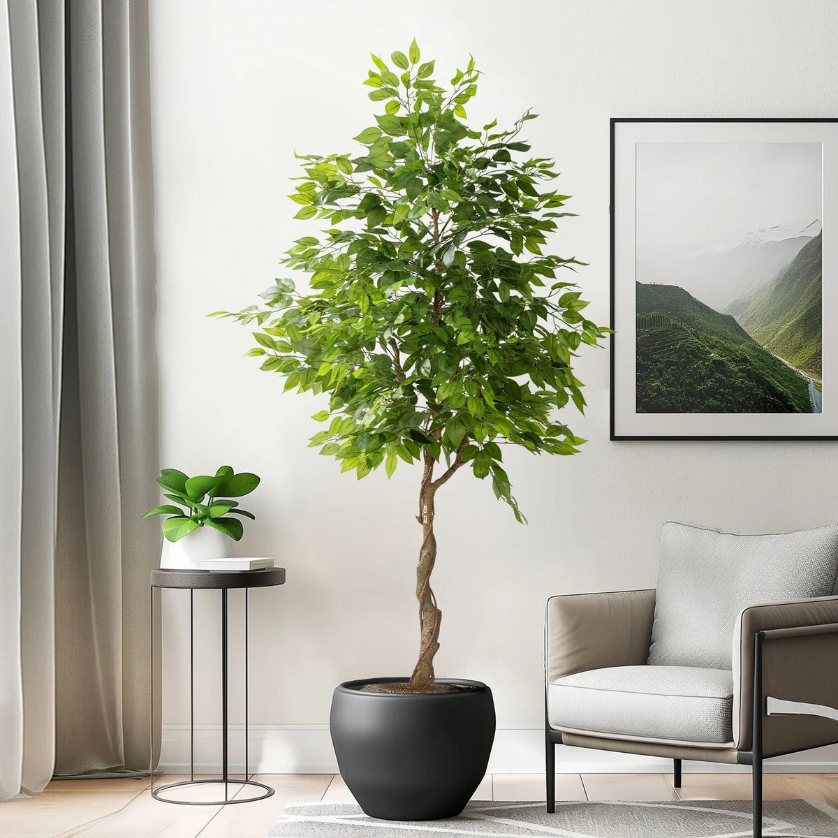 The 4.9ft and 6.9ft ficus bonsai trees shown together for size comparison