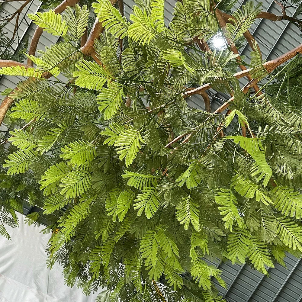 The acacia tree in a restaurant interior, canopy reaching over the tables
