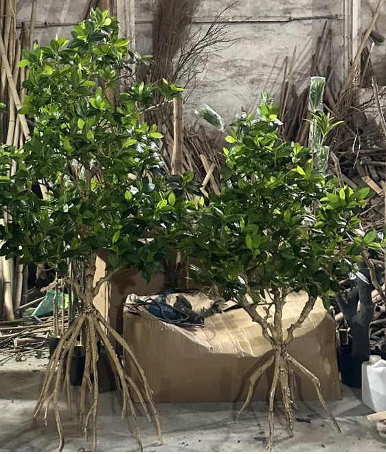 The 4ft, 6.7ft and 8.2ft mangrove trees shown together for size comparison