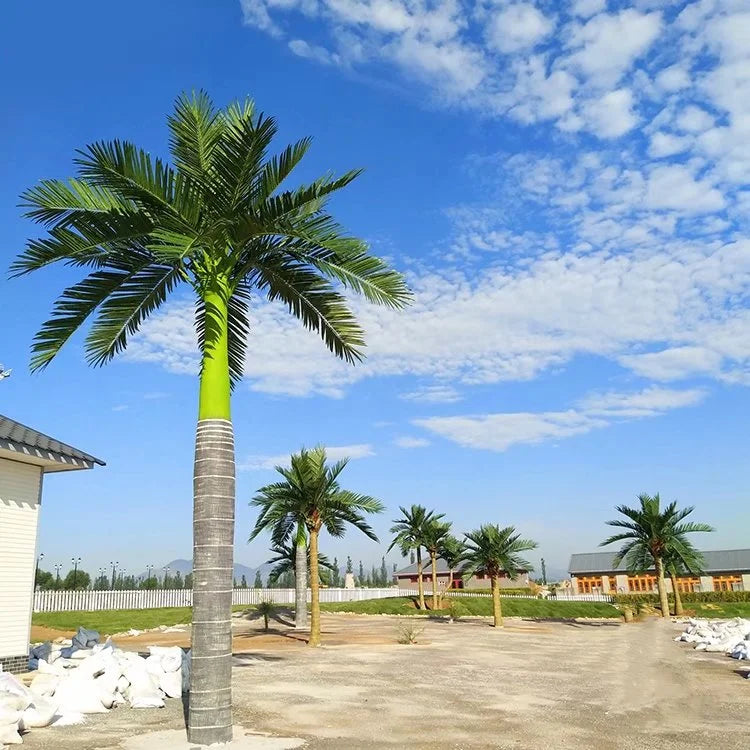 The king coconut tree planted outdoors in a landscaped garden setting