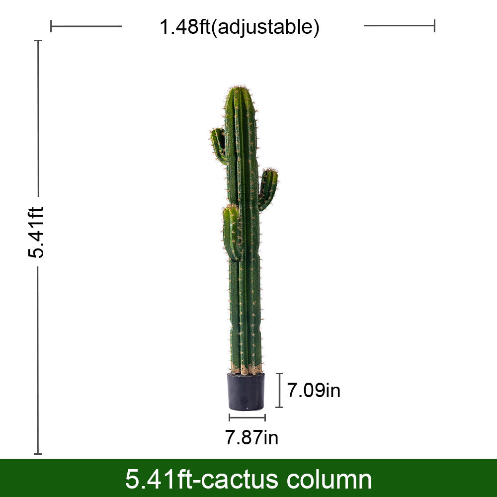 Close-up of the cactus surface showing the ribbing, spines and matte green skin