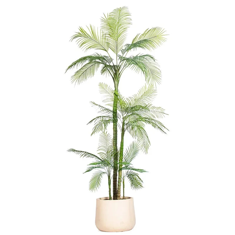 Areca fronds seen from above, radiating out from the centre of the plant