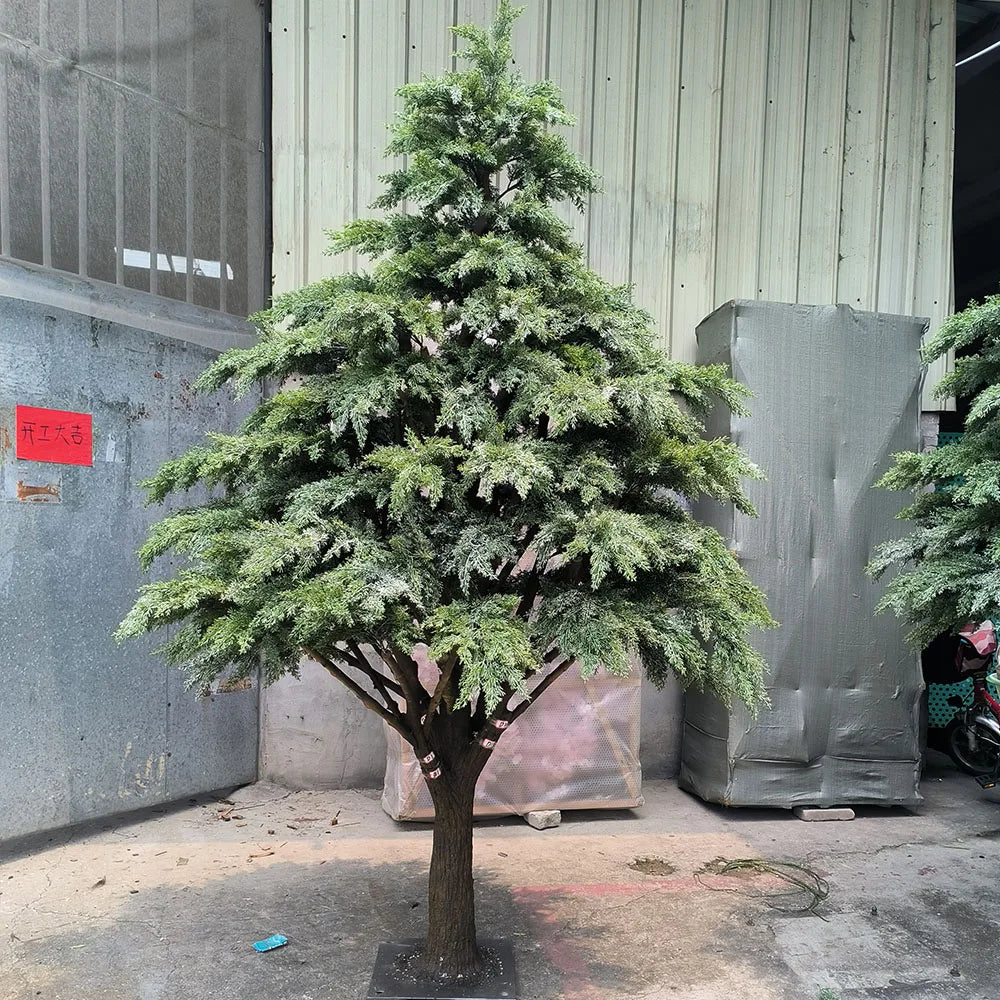 The 2.6m and 6m cedar trees shown together to compare their heights