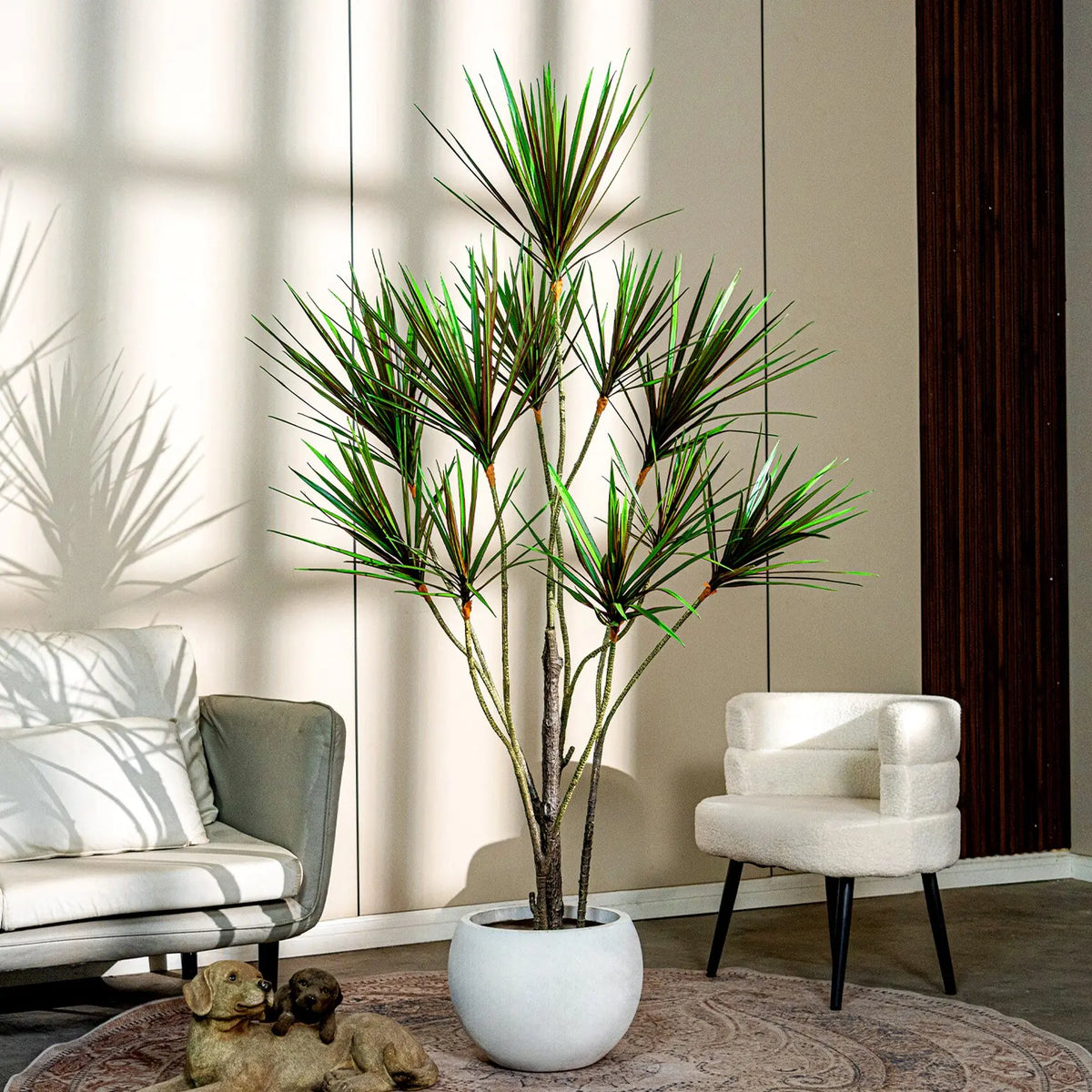 The 6ft and 8ft dracaena yucca trees shown together for height comparison