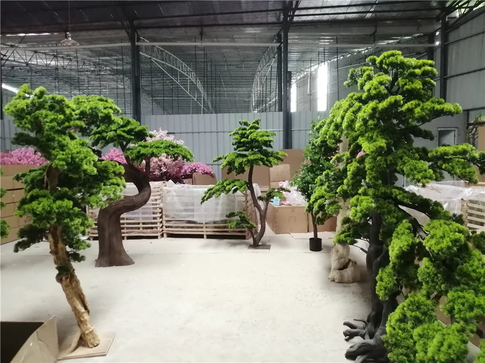 The 2m cedar pine used indoors as a corner feature beside a tall window