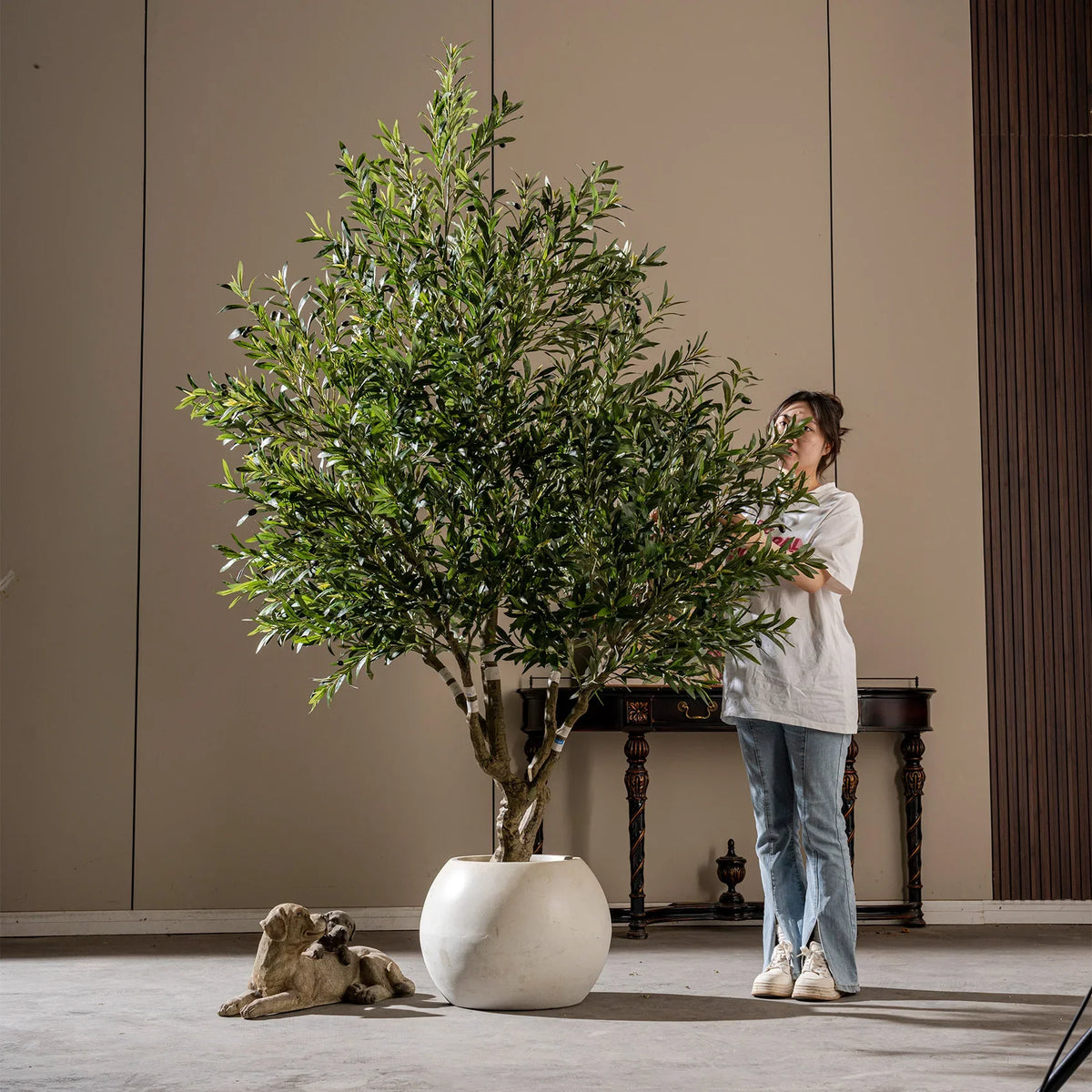 The potted olive used indoors as a tall corner feature plant in a lounge