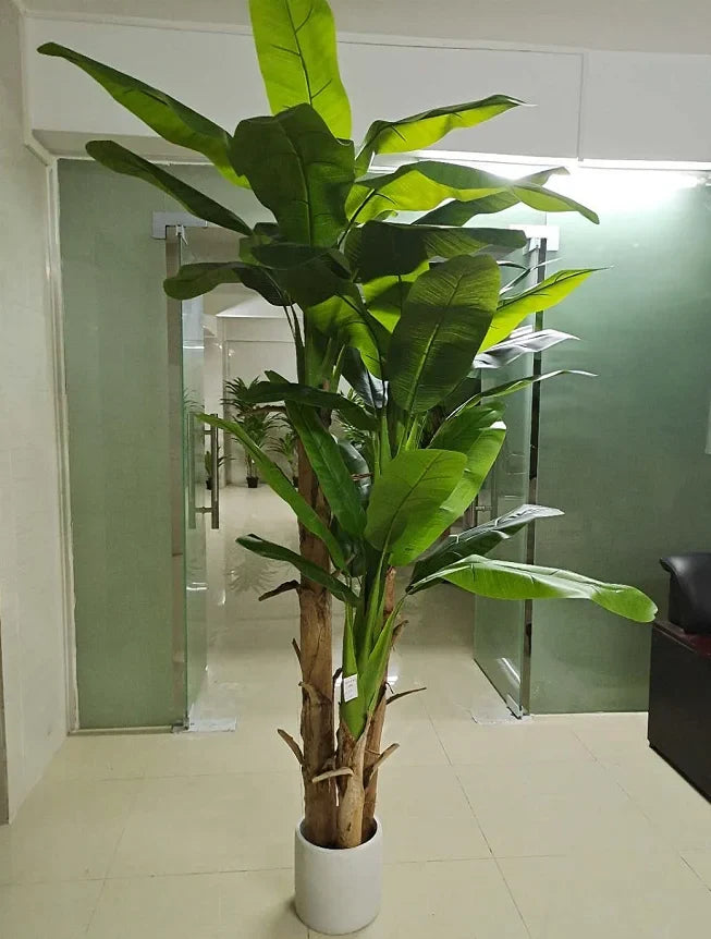 Close-up of a banana leaf showing the heavy midrib and split outer edges