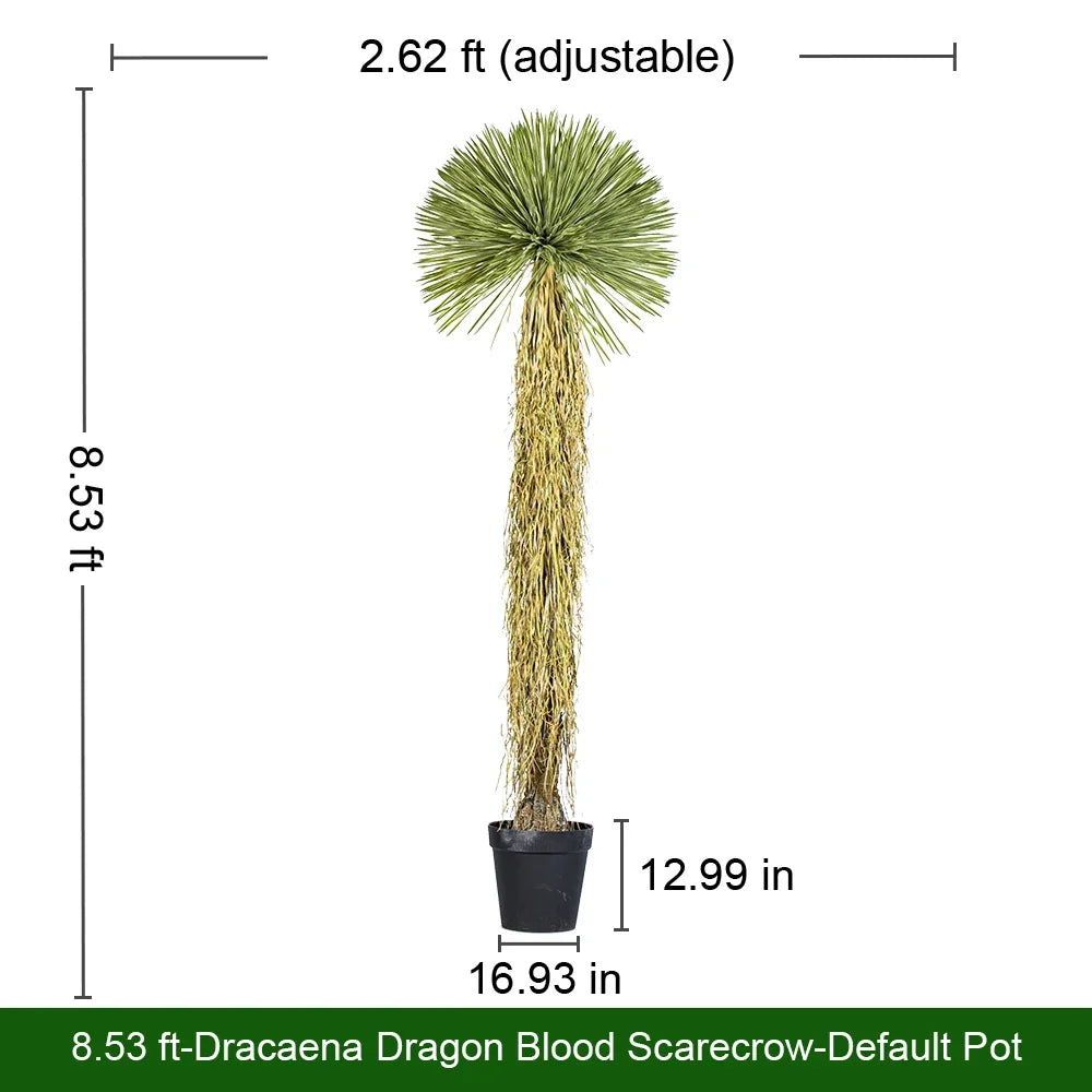 The woody stems of the dracaena rising in a staggered cluster from the pot