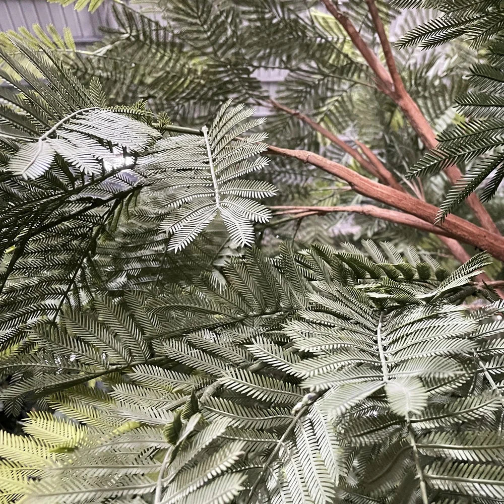 The UV-resistant acacia planted in a resort landscape beside a walkway