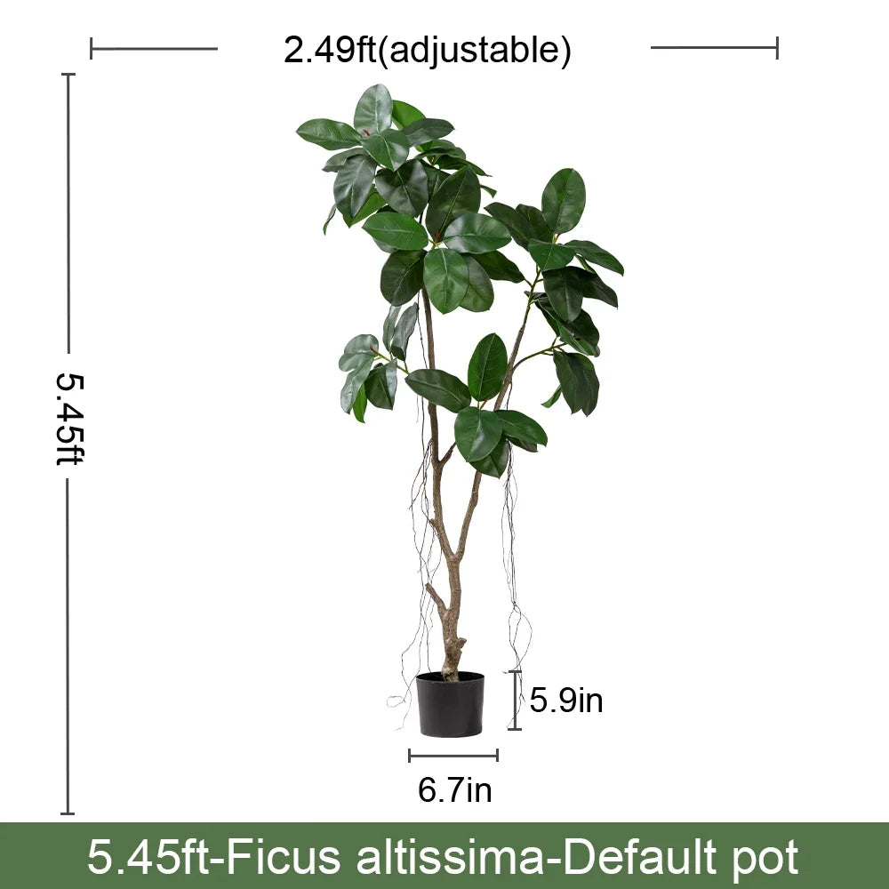 The 5.4ft fig tree in a hotel lobby standing beside a pair of chairs
