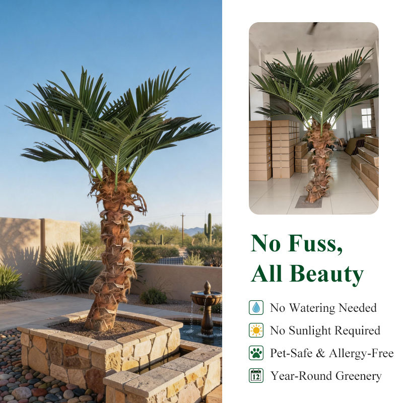 The 3m curved coconut palm planted beside a resort pool in an outdoor landscape