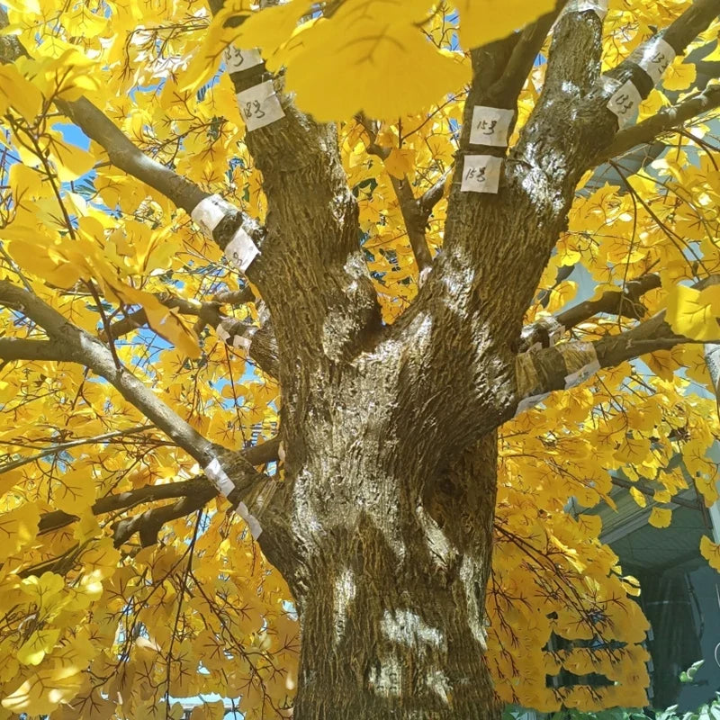 Close-up of the ginkgo foliage massed along the branch tips of the tree