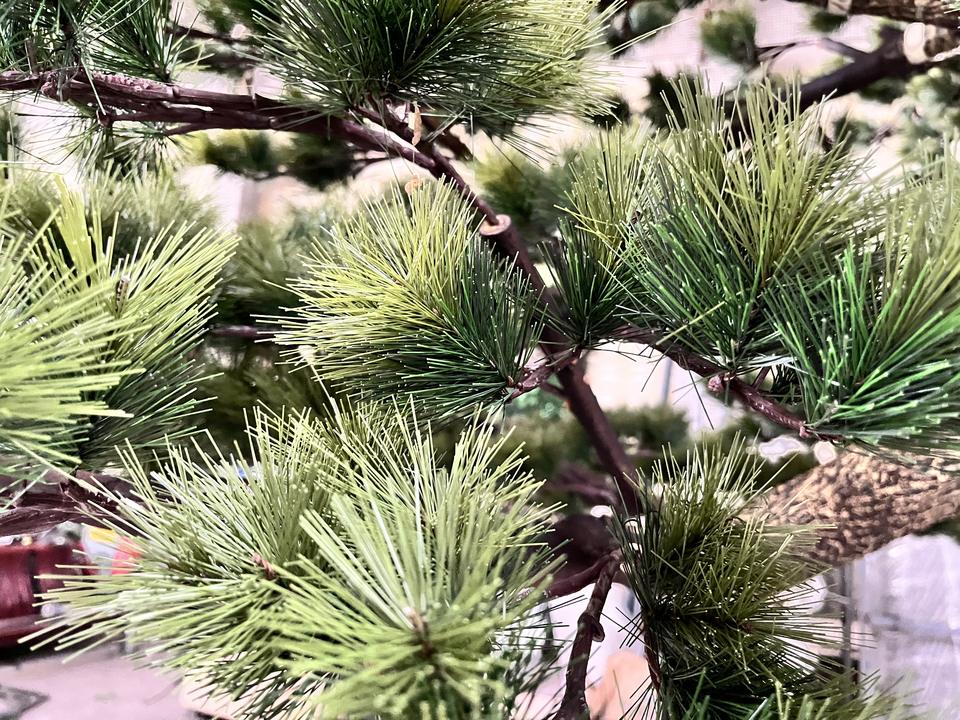 The pine bonsai styled on a low table in a hotel lobby seating area beside a chair