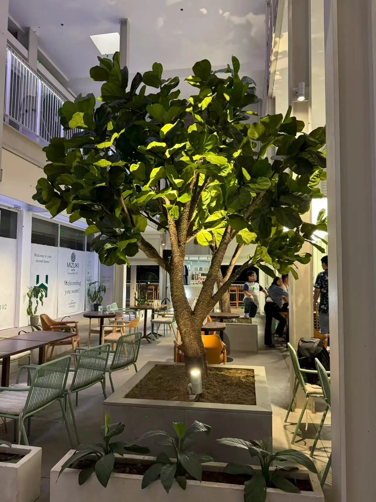 Artificial fiddle leaf fig 13ft (4m) tall, broad leaves on tall upright stems