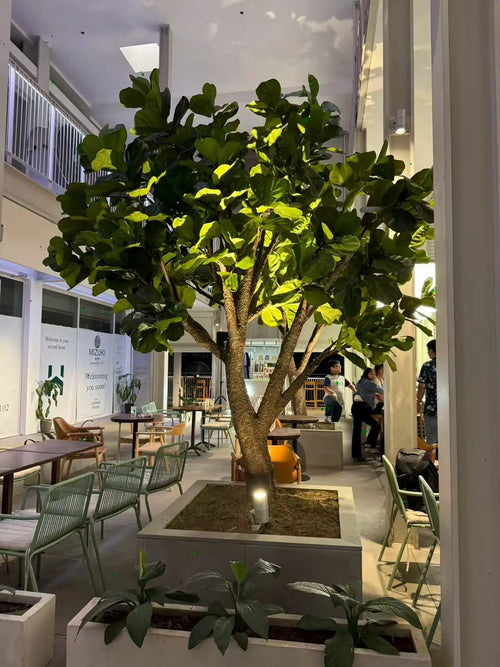 Artificial fiddle leaf fig 13ft (4m) tall, broad leaves on tall upright stems