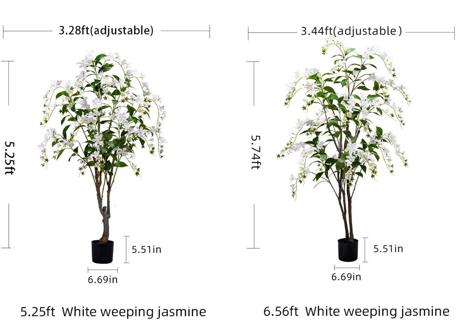 Trunk and base of the draped jasmine tree where the stems gather together