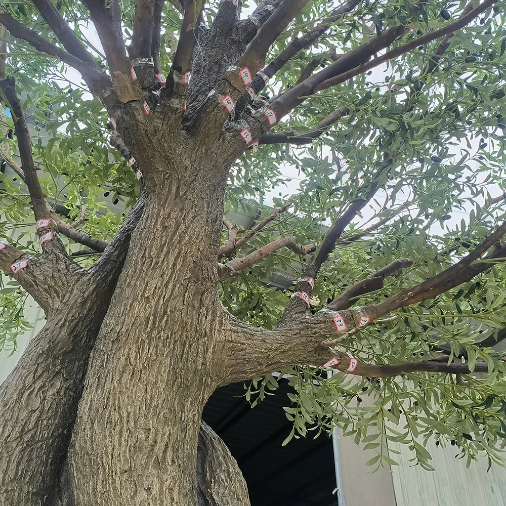 The olive tree used indoors as a tall feature beside a lounge seating area