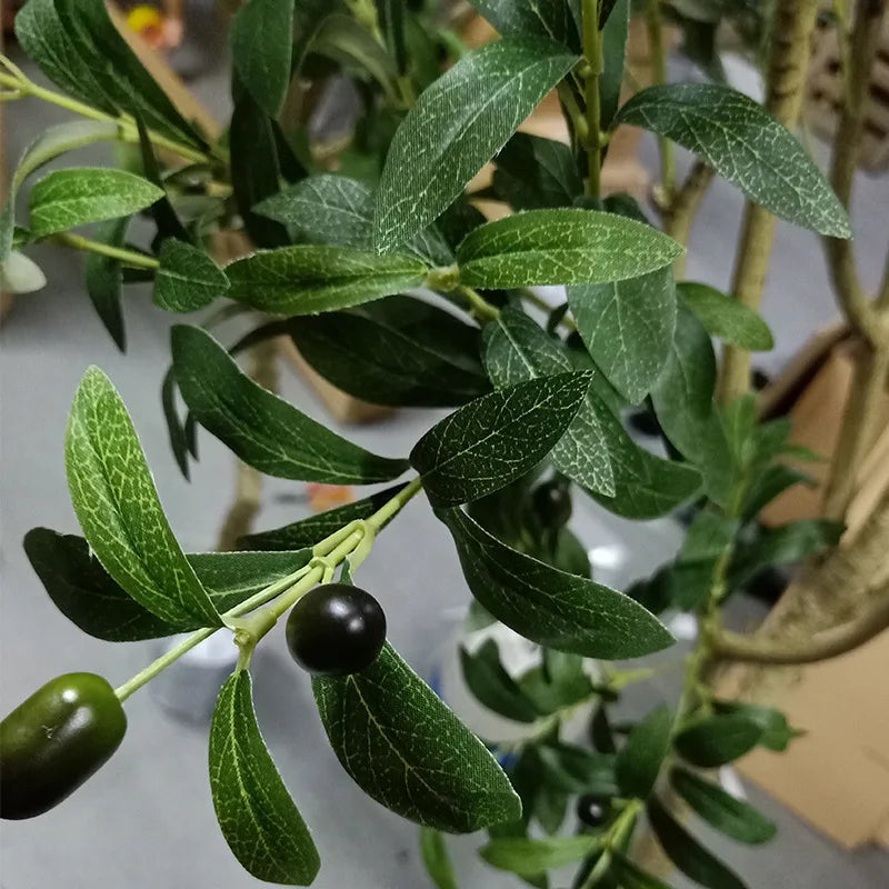 The 7.8ft olive tree in an indoor corner standing beside a pale plaster wall