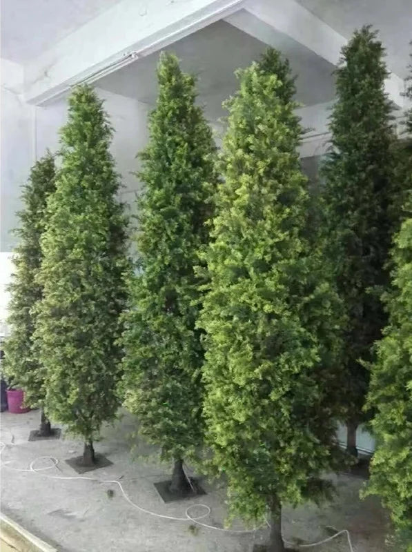 Close-up of the cypress foliage showing its fine, scale-like sprays of green