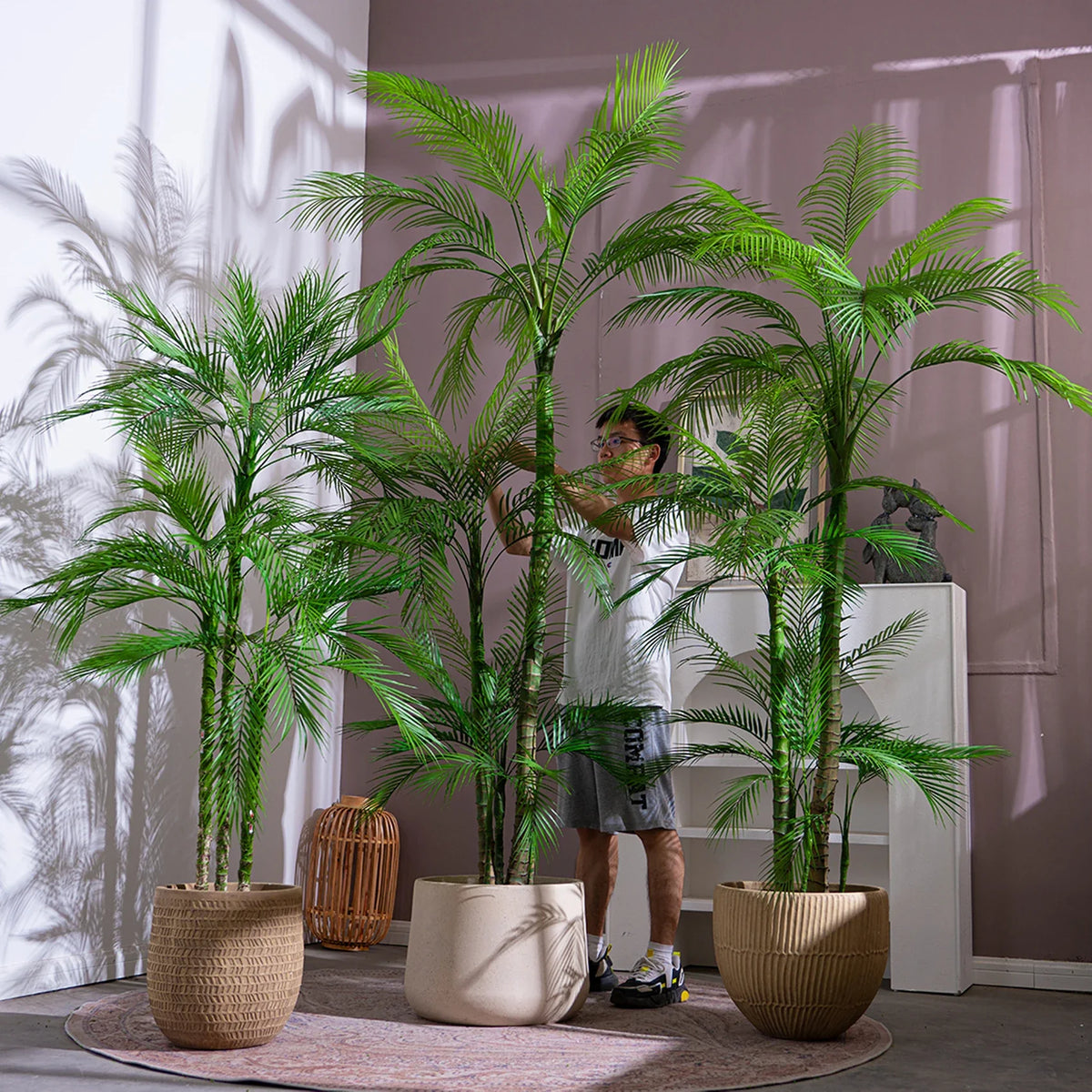 The 7ft areca palm in an indoor corner standing beside a sofa and window