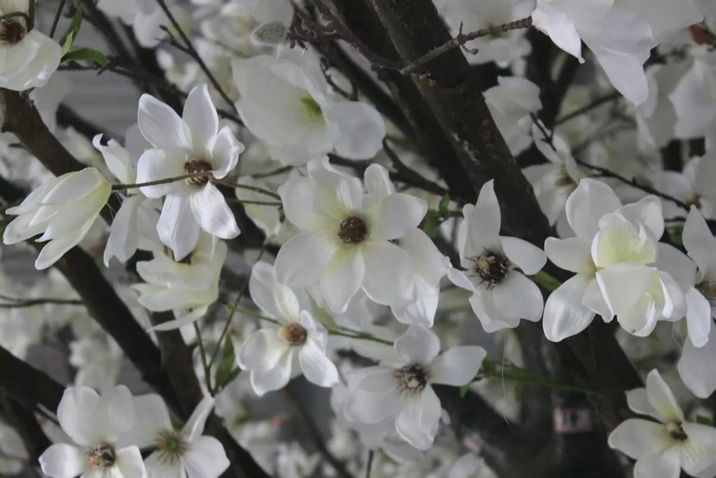 The magnolia tree standing in a hotel lobby beside a tall window