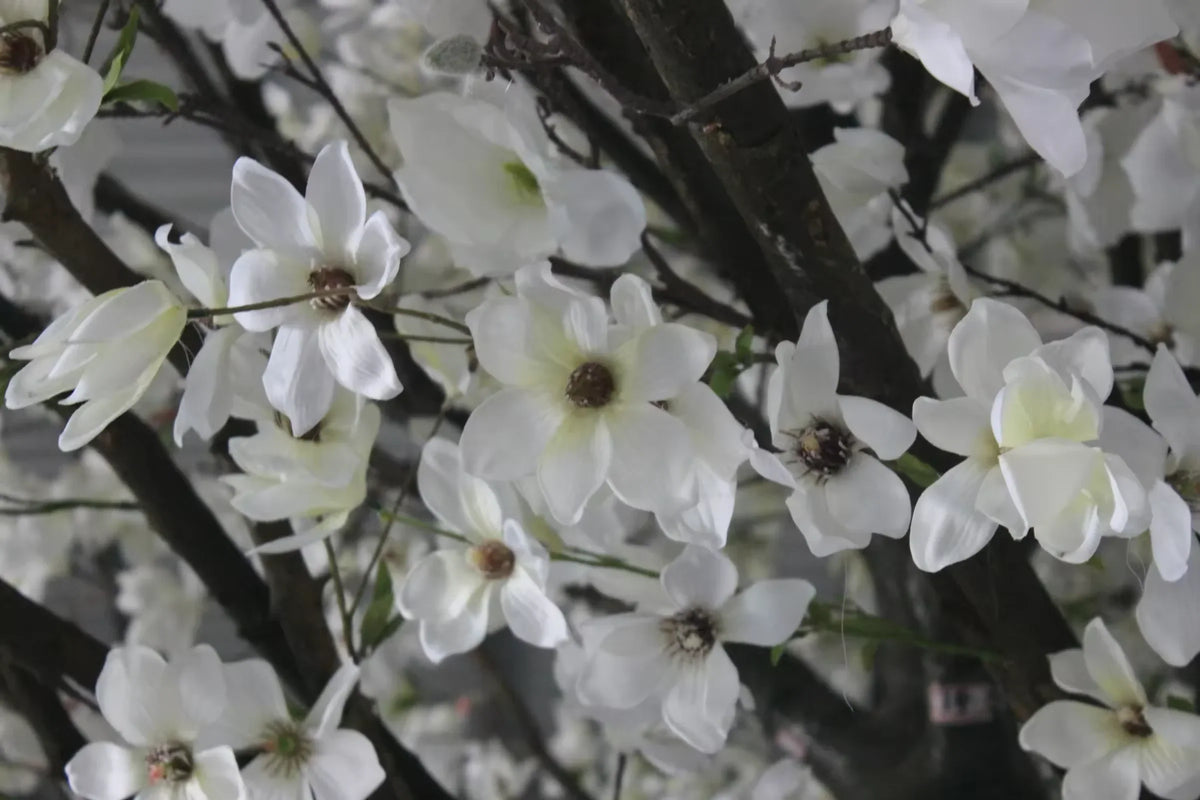 The magnolia tree standing in a hotel lobby beside a tall window