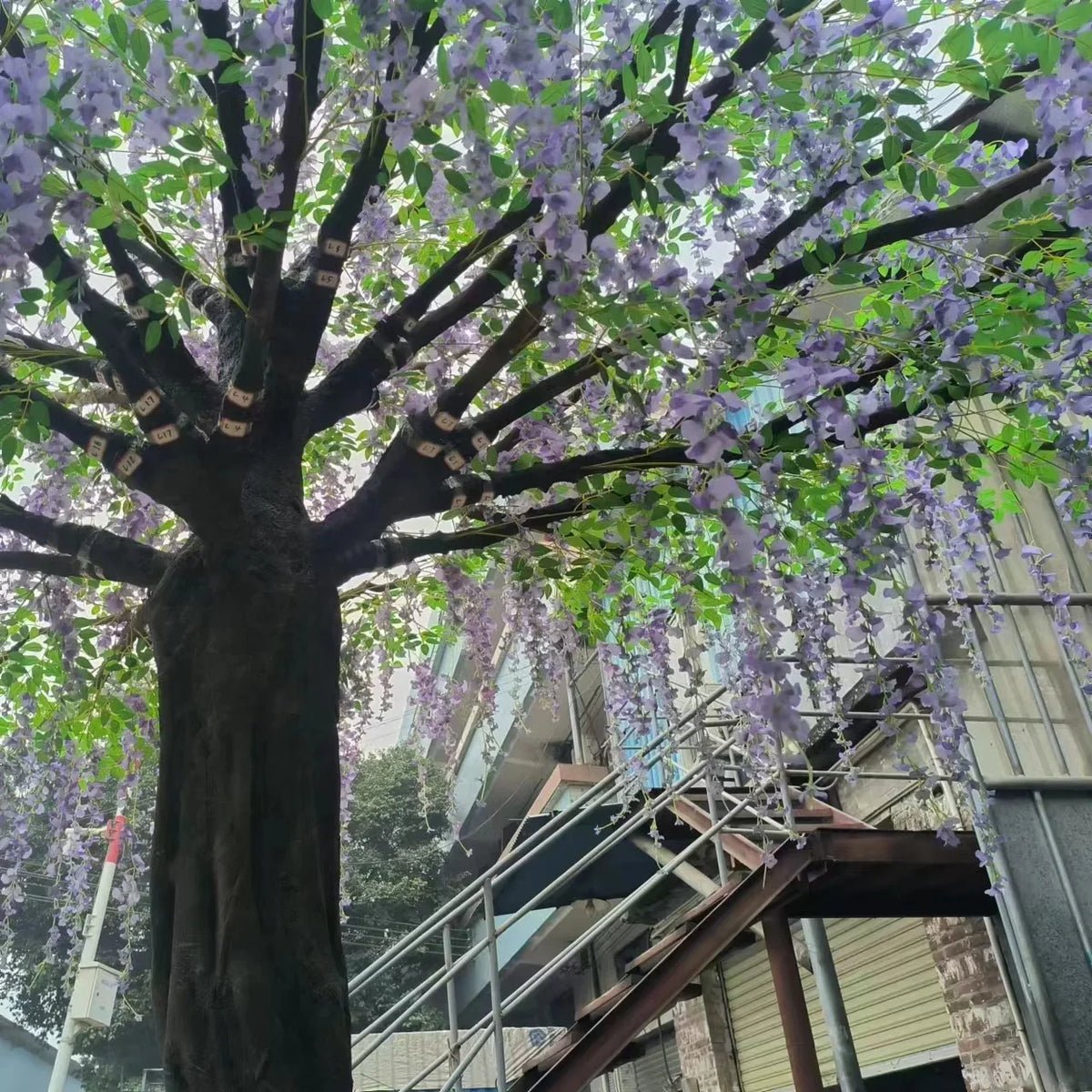 The trunk and branch frame of the 3.5m wisteria beneath its hanging flowers