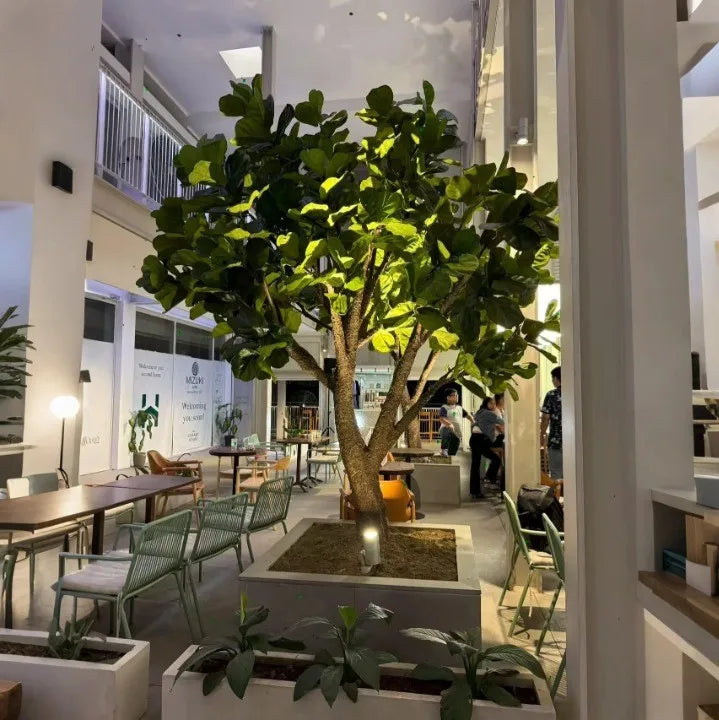 The 13ft fig tree filling an interior corner from the floor to the ceiling