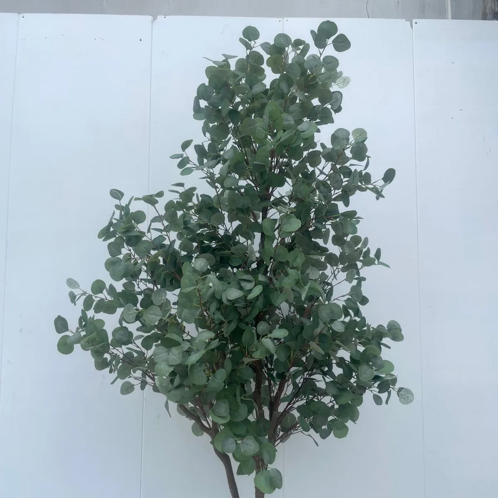 Branch sprays of the eucalyptus with leaves paired along each fine stem