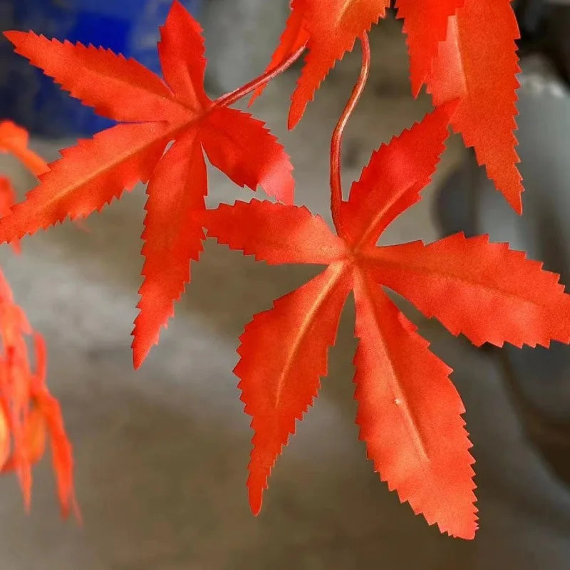 The 6.5ft, 7ft and 8ft red maples shown together for height comparison