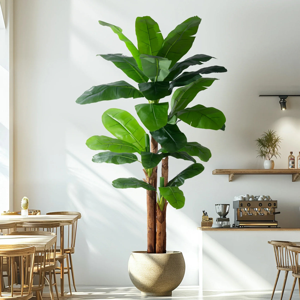 The thick stem of the 190cm banana plant rising out of its potted base